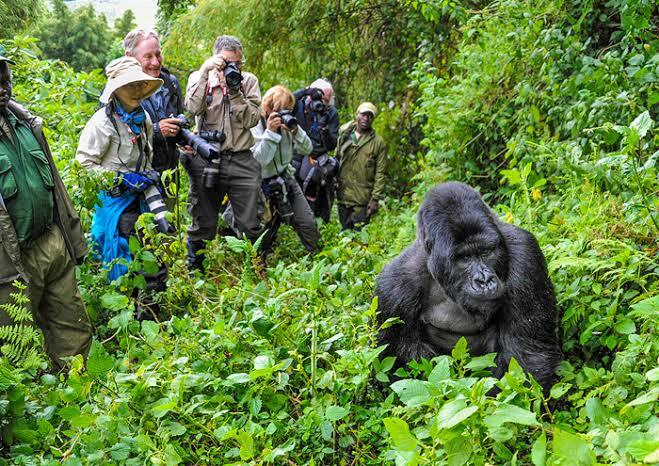 gorilla trekking in uganda